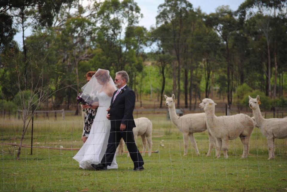 Starline Alpacas Farmstay Resort Broke Luaran gambar