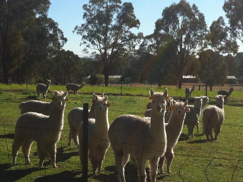 Starline Alpacas Farmstay Resort Broke Luaran gambar